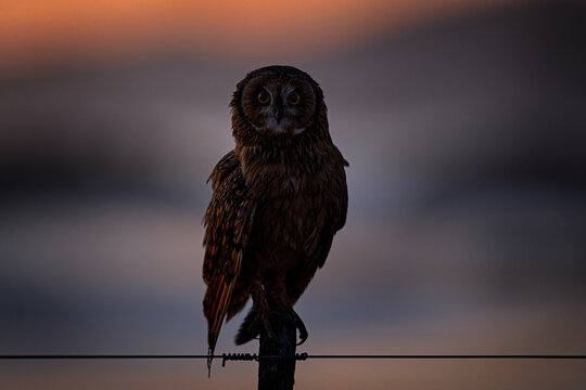 Short-eared Owl, Asio flammeus sanfordi, rare endemic bird from Sea Lion Island, Fakland Islands, Owl in the nature habitat. Bird in habitat . Wildlife scene from nature. Late evening owl.