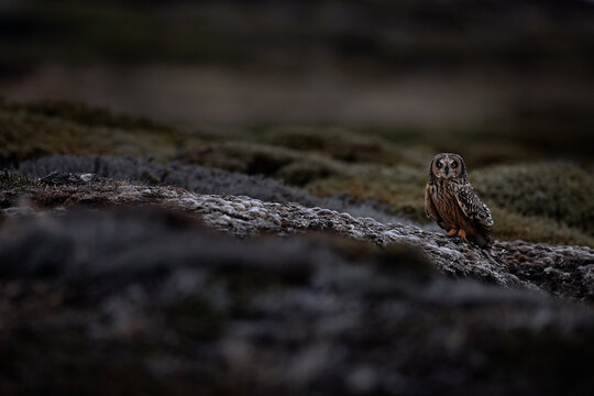 Short-eared Owl, Asio flammeus sanfordi, rare endemic bird from Sea Lion Island, Fakland Islands, Owl in the nature habitat. Bird in habitat . Wildlife scene from nature. Late evening owl.