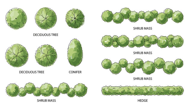 Top down view of deciduous trees conifers and shrub masses for landscape design vector elements.