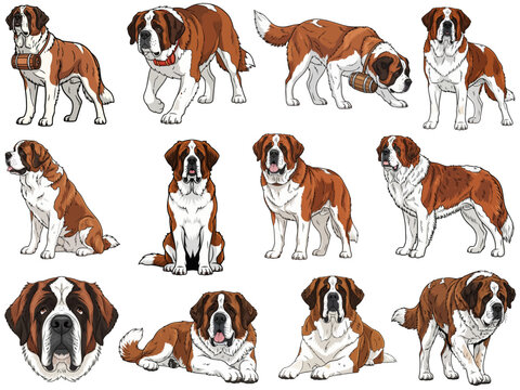 Saint Bernard dog 12 profile poses collection vector illustration
