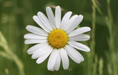Fototapeta premium Leucanthemum vulgare (ox-eye daisy) blooming in a meadow
