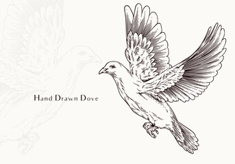 Fototapeta premium Vintage Hand Drawn Dove Classic Peace Bird Illustration