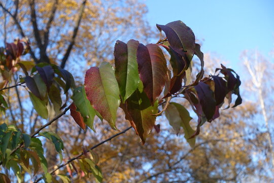 Colorful autumnal foliage of black cherry tree in October