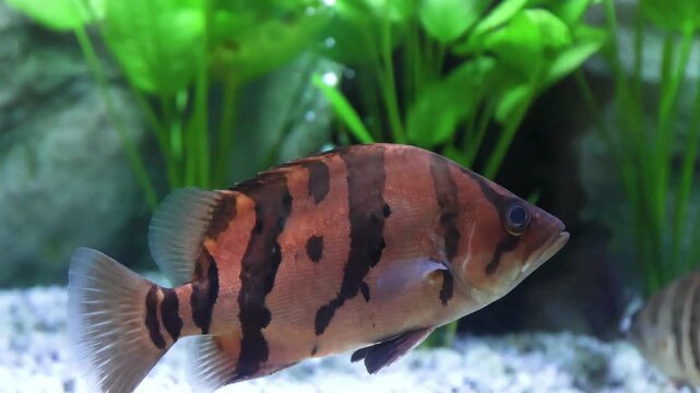 Close-up of a Siamese tiger fish with distinctive stripes swimming gracefully in a clear freshwater aquarium.