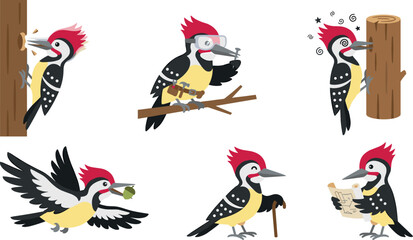 Cute Woodpecker Bird Character Pose Set Pecking Tree Working With Tools Flying And Reading Architectural Blueprints Cartoon Vector Illustration © Fahim