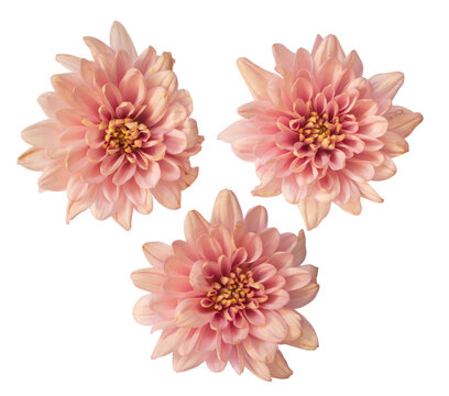 Fresh Cut Flowers Top View Angle for Wedding Card Ornamental or Wedding Background Ornamental 