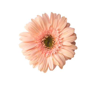 Fresh Cut Flowers Top View Angle for Wedding Card Ornamental or Wedding Background Single Isolated