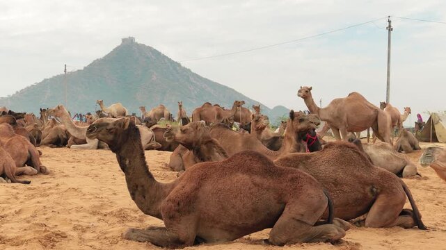 A herd of camels resting on sand at annual animal fair with a hill in background on an overcast day.