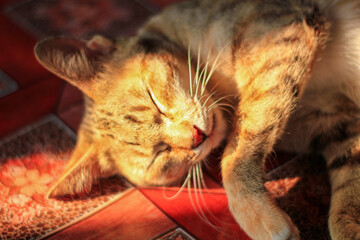 cat on the floor © Peilcho