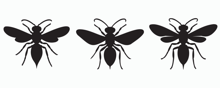 Wasp silhouette isolated on light background, detailed flying insect illustration with spread wings, ideal for nature, entomology, ecology, and wildlife themes.