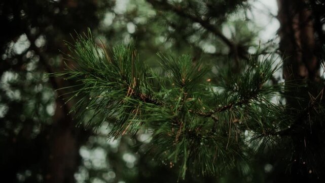 pine tree branches