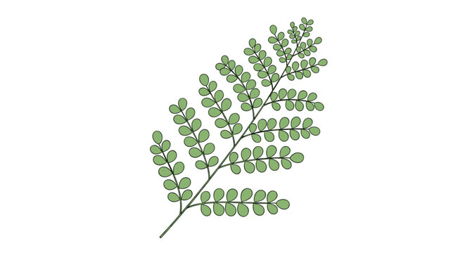 Green leaf branch with multiple small round leaflets arranged symmetrically on a slender stem over white background.