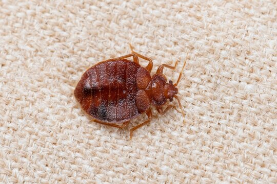 The Bed Bug on Linen Fabric: Close-Up Macro of a Small Insect