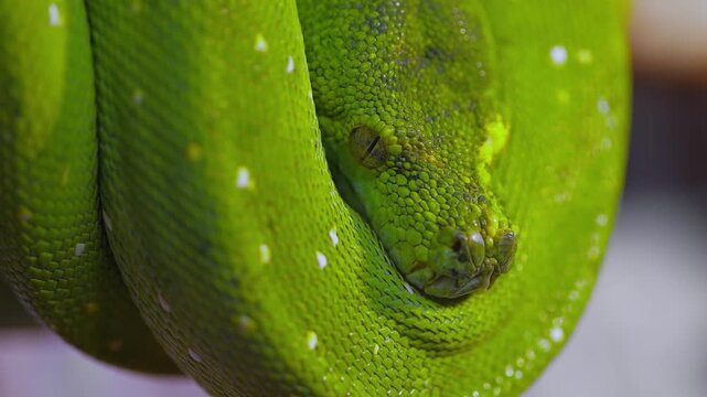 Extreme close up of green tree python coiled on branch resting in zoo habitat with cinematic lighting.
