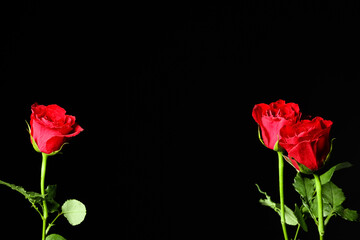 Fototapeta premium Beautiful red rose flowers on black background