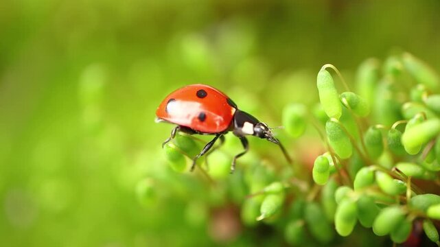 Red ladybug walking slowly on green moss in natural forest habitat close up shot.