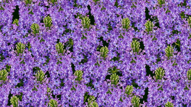 Intricate seamless background features a beautiful pattern of vibrant purple floral blossoms blooming. This decorative artwork adds style.