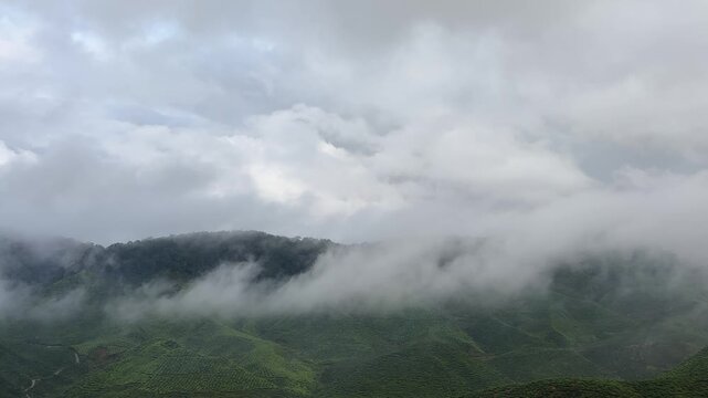 Misty Tea Plantations in Cameron Highlands, Malaysia
