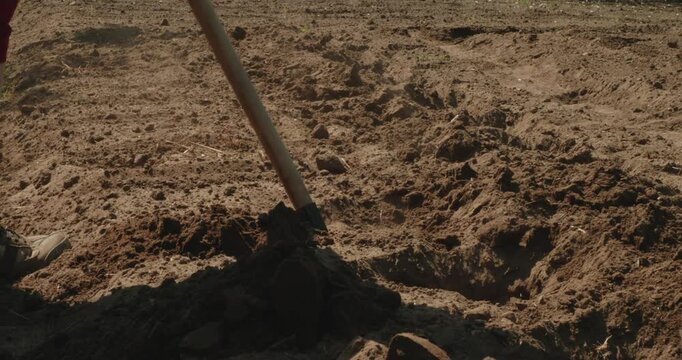 Close-up shot of a farm worker using a hoe to break up clumps of earth and prepare the soil for planting, demonstrating agricultural labor and cultivation techniques in a sunny field.