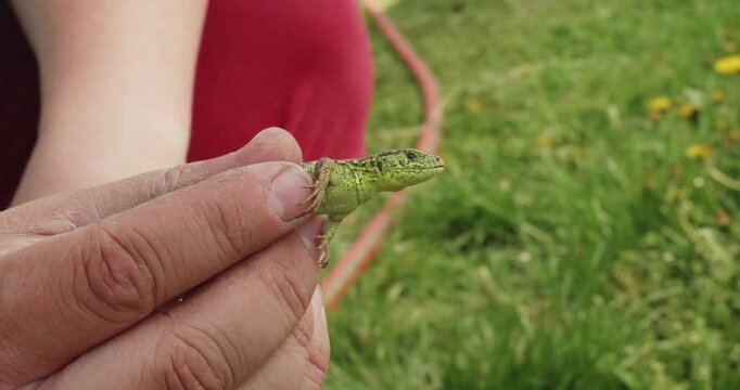 Close-up view of a man's hand gently holding a small green lizard with black spots. The wild reptile, caught in the garden, opens its mouth and looks around while being held outdoors.