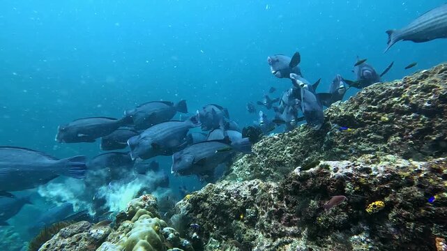 Tripod steady 4K Ace Pro 2 footage of a massive school of giant bumphead parrotfish crunching on a hard coral reef. Perfect locked-down ambient loop of marine bioerosion in Raja Ampat