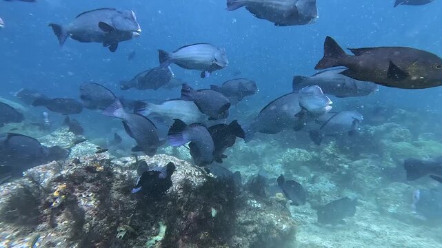 Incredible 4K Ace Pro 2 footage of a school of 80 giant bumphead parrotfish feeding heavily and crunching on a hard coral reef. Rare, high-action marine biology behavior in Raja Ampat