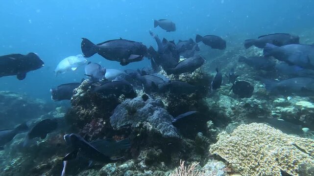 Incredible 4K Ace Pro 2 footage of a school of 80 giant bumphead parrotfish feeding heavily and crunching on a hard coral reef. Rare, high-action marine biology behavior in Raja Ampat