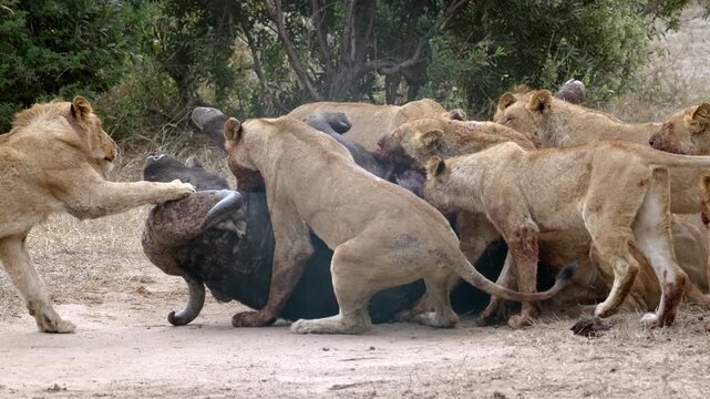 Pride of lions forcefully pin down a buffalo which bellows in distress, blood struggle, ripping with claws and teeth, killing it in a brutal and dramatic wildlife moment, slow motion, in South Africa
