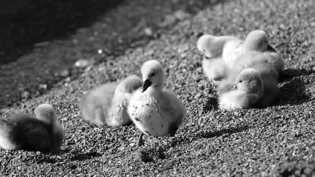 Black and white footage of young swan cygnets resting along the shore of Walensee Lake in Switzerland. Peaceful wildlife scene capturing early life and tranquil lakeside nature.