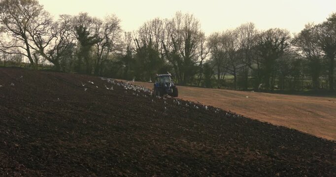 brids flying around a farmer ploughing his field during a heat wave