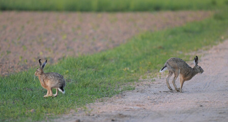 Dwa zające szaraki (Lepus europaeus) biegnące piaszczystą wiejską drogą, dzika przyroda w ruchu. © Joanna