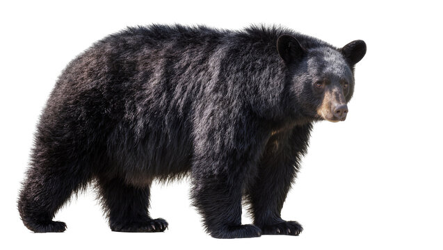 Black bear standing on white