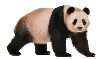 Giant panda bear walking on white © Gabriela