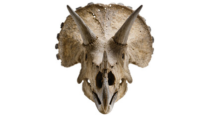 Triceratops dinosaur skull with three horns and frill © Gabriela