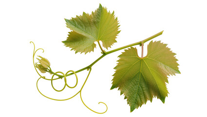 Grapevine branch with leaves and tendrils © Gabriela