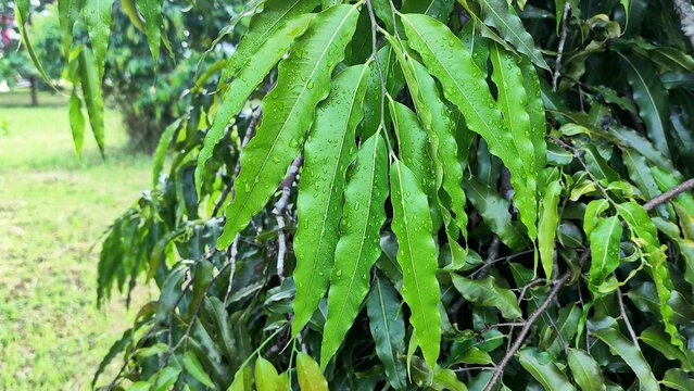 Close-up of fresh green Polyalthia longifolia (False Ashoka) leaves covered in crystal clear water droplets after rain, representing lush botanical nature and organic freshness