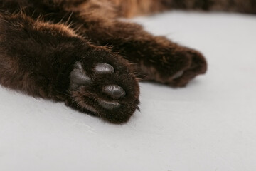 Fototapeta premium Paws of cute cat on grey background, closeup