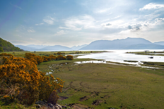 Estuaire de Strontian avec ajoncs dor&eacute;s et montagnes des Highlands