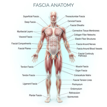 Detailed medical illustration showing human body fascia anatomy with labels pointing to major muscle layers and various connective tissue structures