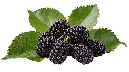 Dark Purple Mulberries with Green Leaves © Sophia