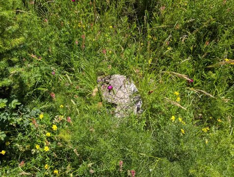 Dettaglio naturale con roccia grigia immersa in vegetazione verde, piccoli fiori gialli e una delicata corolla viola