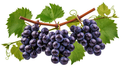 Dark purple grapes with green leaves and vine © Lukas