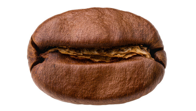 Roasted coffee bean with visible texture and split