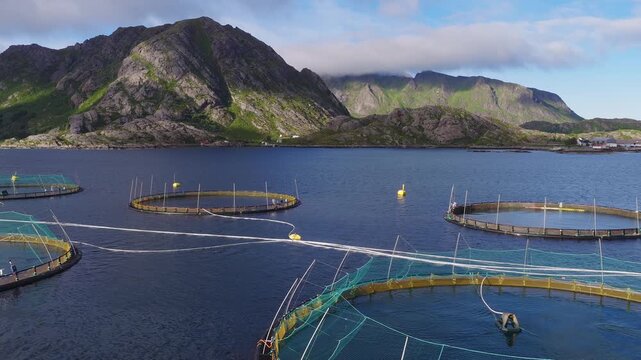 Aerial view of circular salmon farm pens near the Lofoten islands, Norway. Green nets, yellow buoys, taut lines, and platforms sit on deep coastal water under low cloud.