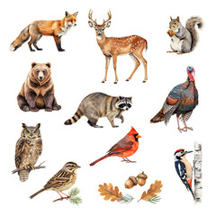 Fototapeta premium North American wildlife collection features a fox, deer, squirrel, bear, raccoon, and various birds.