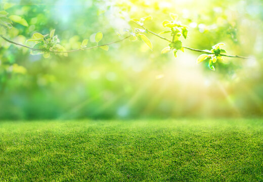natural grass lawn with blurred bokeh and sun rays, spring background
