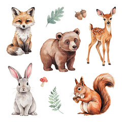 Fototapeta premium Fox, bear, deer, rabbit, and squirrel are illustrated as a collection of woodland forest animals.
