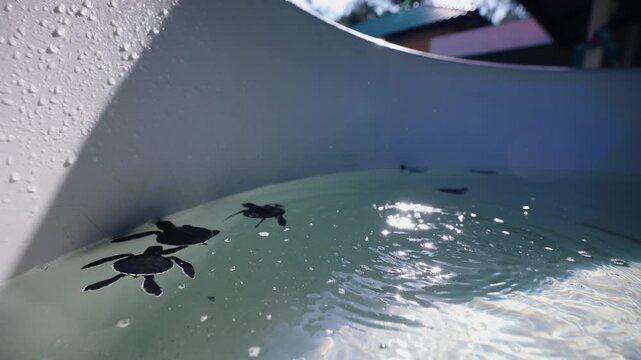 Slow motion baby sea turtles swimming and paddling in sunlit shallow rearing pool in nursery at conservation center.