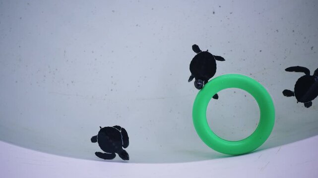 Tracking shot of baby sea turtle hatchlings swimming and circling green ring, nursery at conservation center.