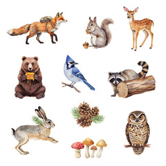 Fototapeta premium Woodland animals including a fox, squirrel, deer, bear, blue jay, raccoon, rabbit, and owl are arranged as separate watercolor elements.